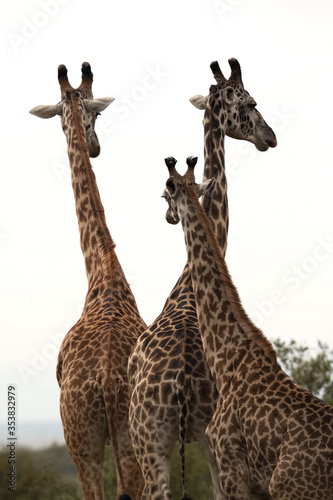 A herd of Giraffe at Masai Mara  Kenya