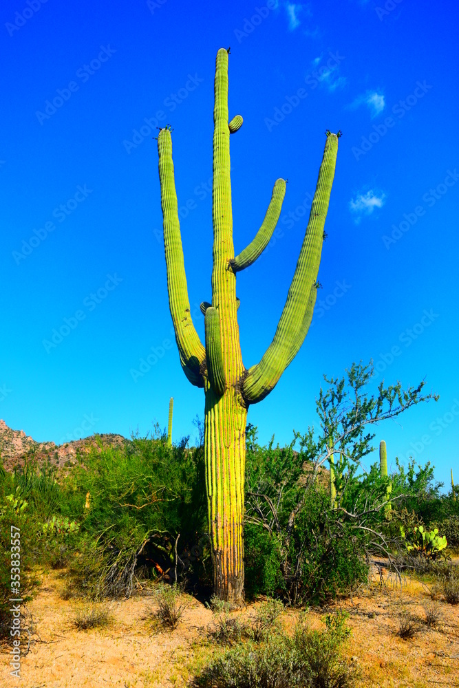 Kaktusy na pustynnych pustkowiach Arizony
