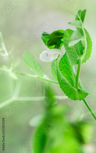 Green shoots of young organic peas. Leaves and flowers. sprouts. Selective focus, low depth of field photo