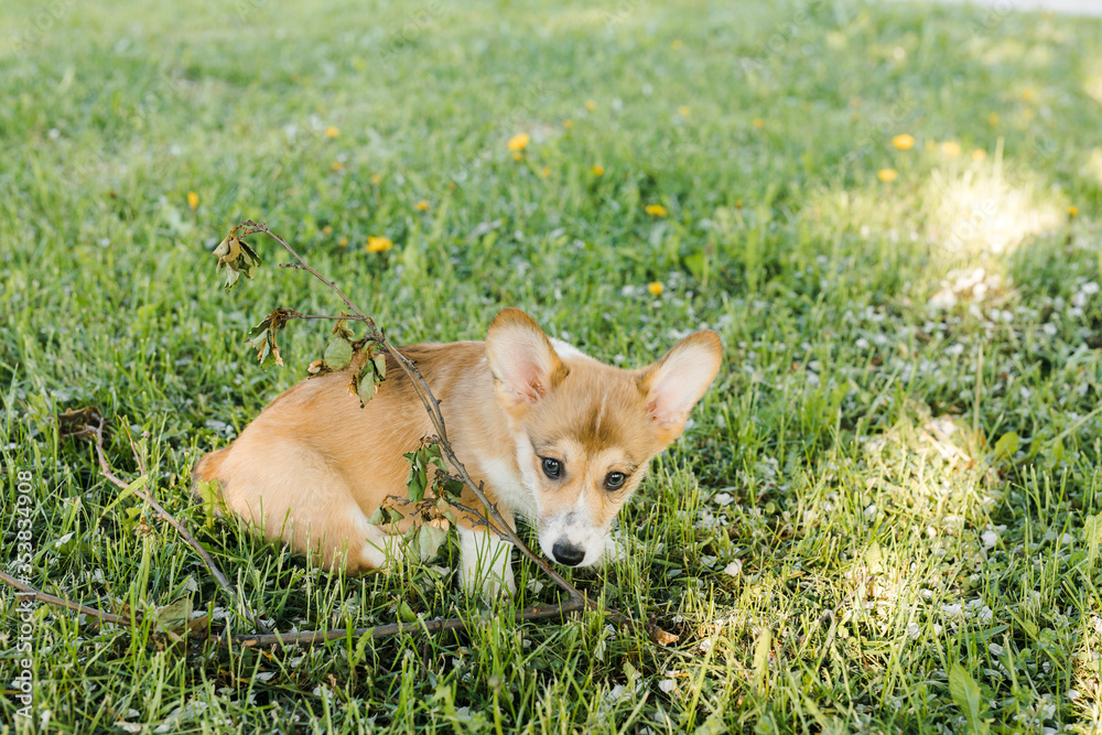 red Corgi puppy on the grass