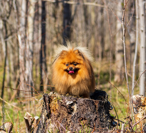 German Pomeranian small Spitz stands on a log in the forest