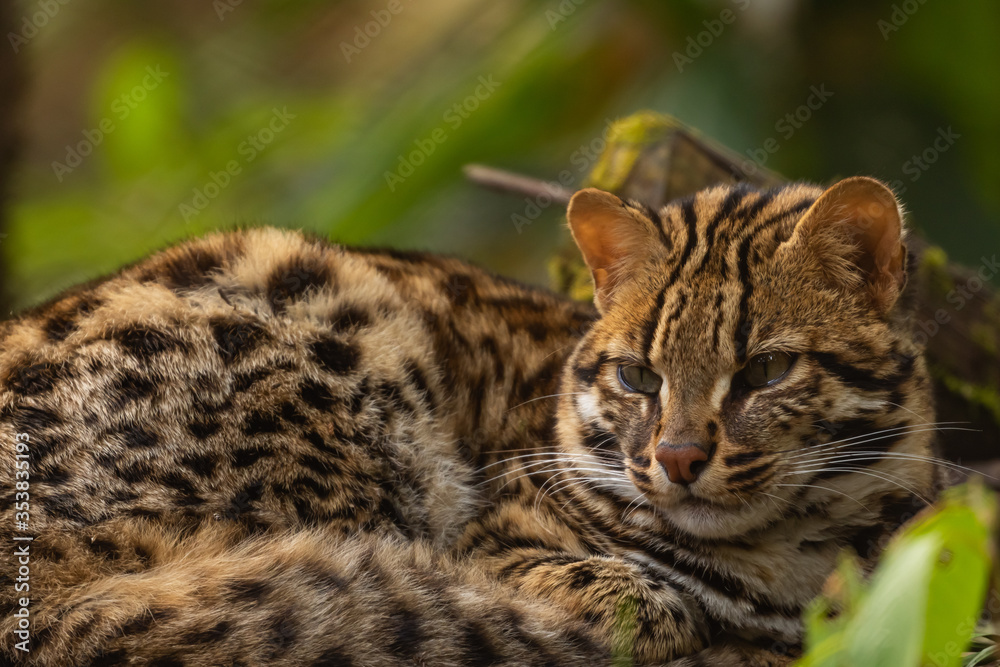 A selective focus rare image of a wild leopard cat in its natural habitat siting alone at a rain forest in north east India A selective focus rare image of a wild leopard cat in its natural habitat siting alone at a rain forest in north east India