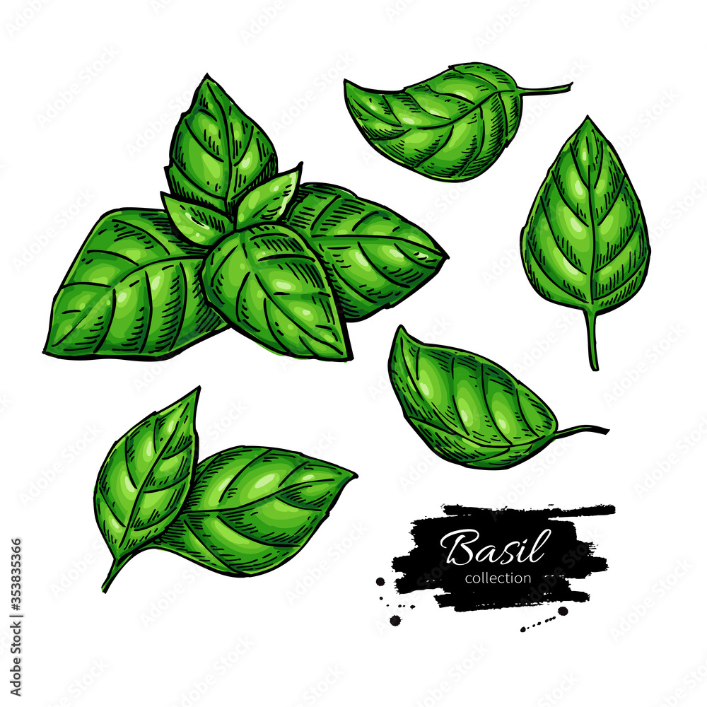 Basil vector drawing set. Isolated plant with leaves. Herbal illustration.