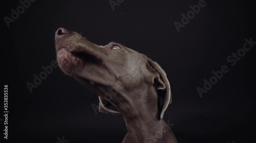 Wallpaper Mural Funny Weimaraner dog catching snack in studio on black background Torontodigital.ca