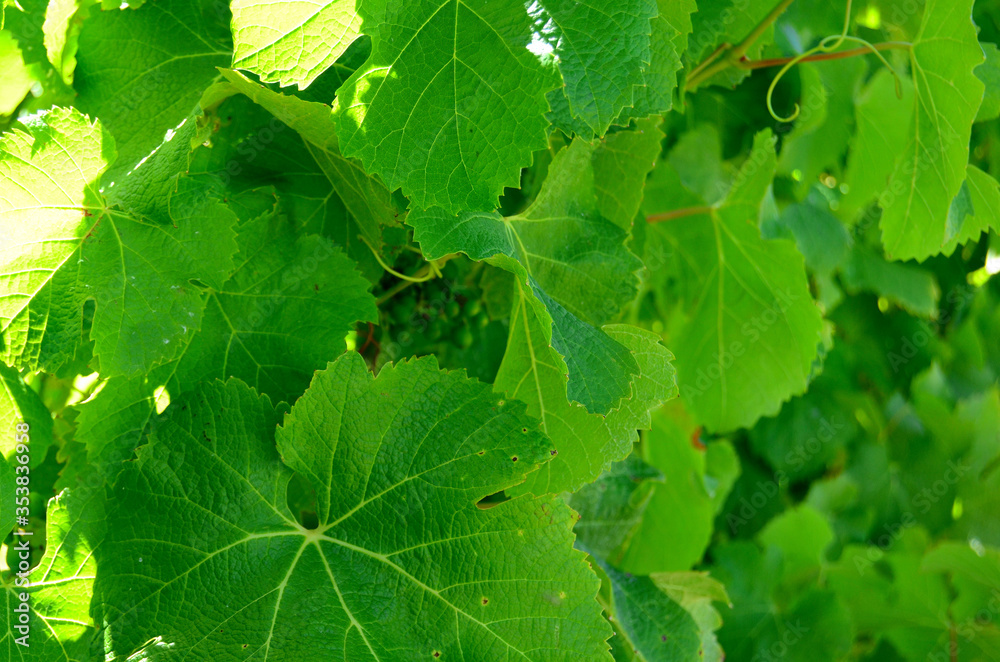 Australian vineyards Australian vineyards