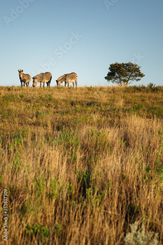 Zebra grazing in a grass field South Africa photo