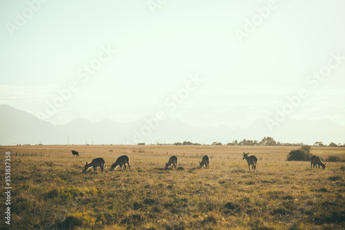 animals grazing in meadow during sunrise