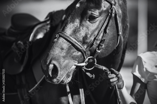 Black-and-white image of a beautiful sports horse with a bridle on its muzzle, which is held by the rein by the rider. Soft focus.