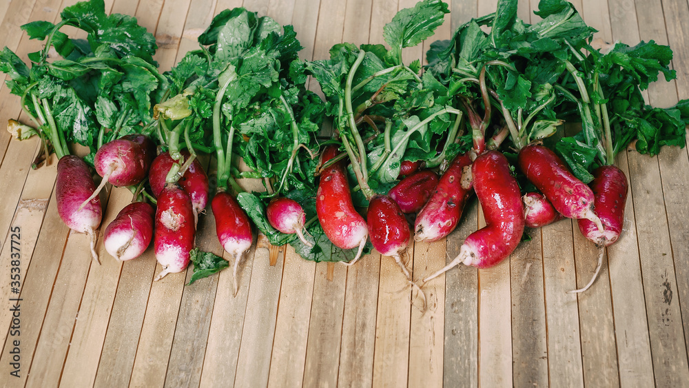 Freshly harvested, purple colorful radish. Growing radish. Growing organic vegetables. A large pile of uncooked fresh juicy garden radish with leaves on a wooden table. Freshly harvested, purple colorful radish. Growing radish. Growing organic vegetables. A large pile of uncooked fresh juicy garden radish with leaves on a wooden table.