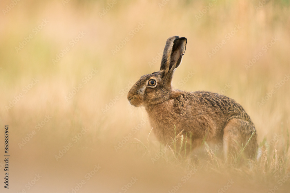 Fototapeta premium Hase