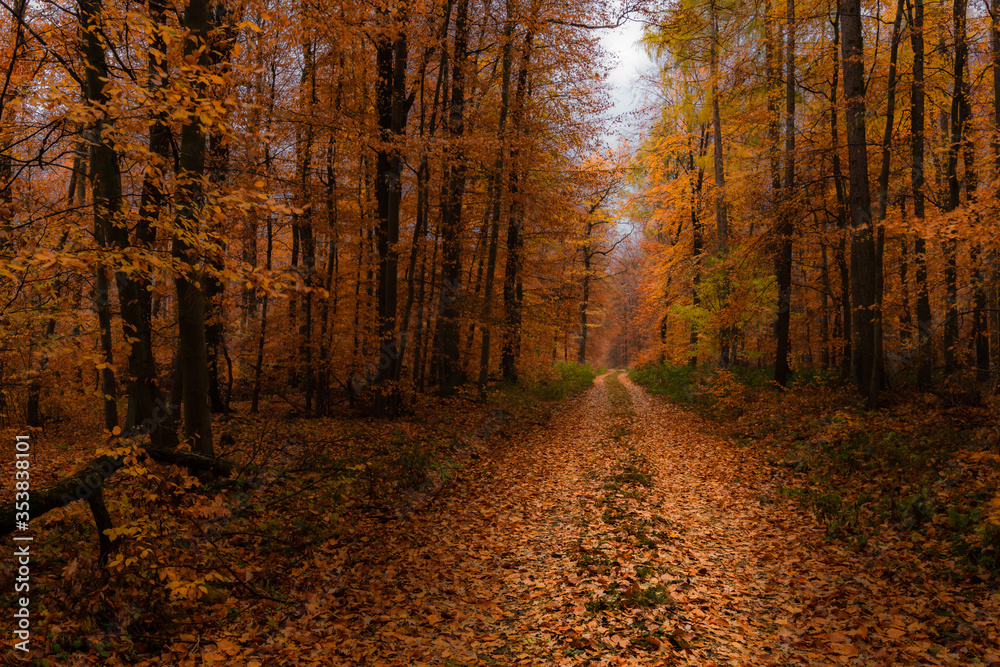 Obraz premium Herbstlaub