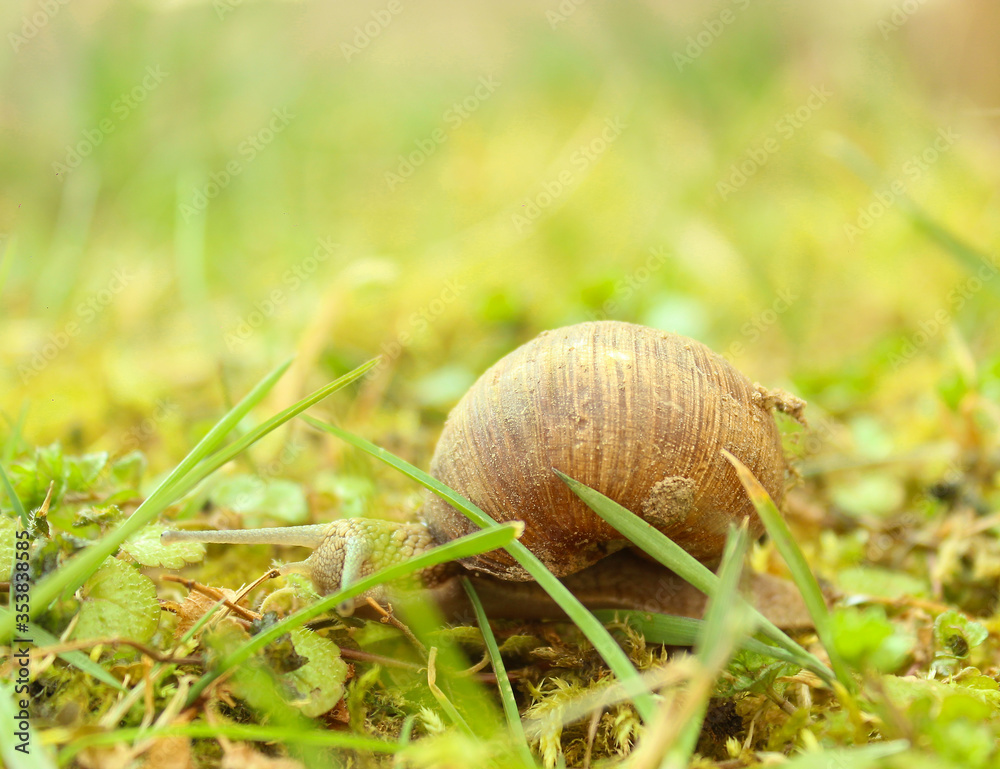 Large white mollusk snails with light brown striped shell, crawling on moss. Snail gliding on the wet grass texture. Helix pomatia, Burgundy snail, Roman snail, edible snail, escargot. Large white mollusk snails with light brown striped shell, crawling on moss. Snail gliding on the wet grass texture. Helix pomatia, Burgundy snail, Roman snail, edible snail, escargot.