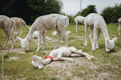 Fototapeta Naklejka Na Ścianę i Meble -  Adorable Alpacas