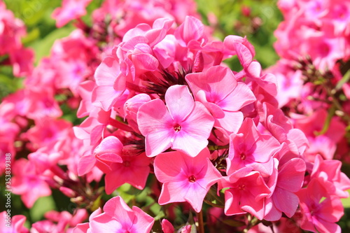 Pink "Garden Phlox" flowers (or Perennial Phlox) in Innsbruck, Austria. Its scientific name is Phlox Paniculata, native to USA and Canada. 