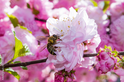 bee pollinates pink flower on flowering tree in spring, colorful background with image of insect and vegetation