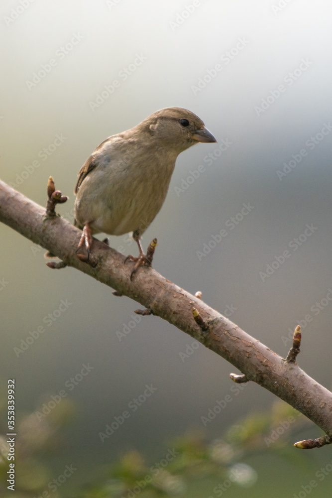 Spatz Spatz