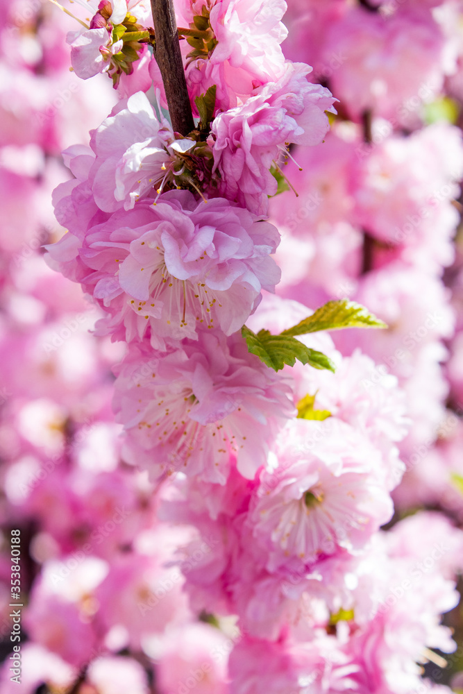 branch of pink spring flowers blooming in garden, gentle decorative natural background with vegetation branch of pink spring flowers blooming in garden, gentle decorative natural background with vegetation