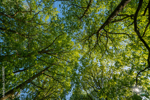 Forest looking up