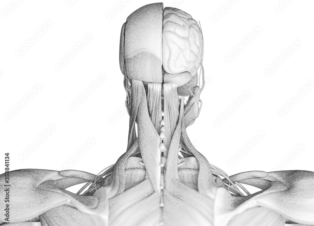 Anatomical drawing of neck muscles. 3d illustration Stock Illustration ...