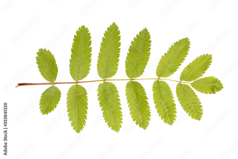 Green leaf of rowan (Sorbus aucuparia) isolated on white background Green leaf of rowan (Sorbus aucuparia) isolated on white background