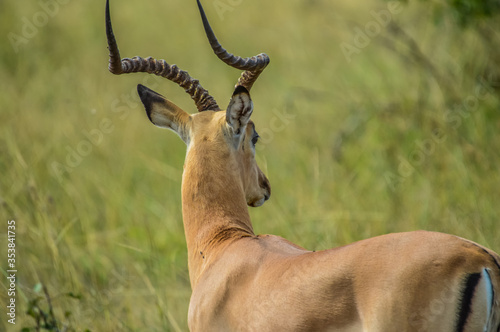 Fototapeta Naklejka Na Ścianę i Meble -  Impala ram antelope in South African game reserve