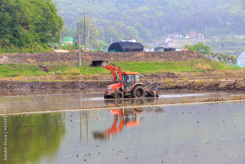 Fototapeta premium Korean traditional rice farming. Korean rice farming scenery. Korean rice paddies. Korea planting preparation work.