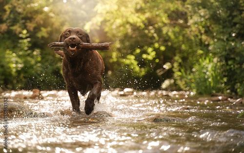 chocolate labrador in a mountain stream. Flare and lighting effects. dog  on the water of creek. scenic shot. Ideal for the concept of freedom and joy. Low point of view