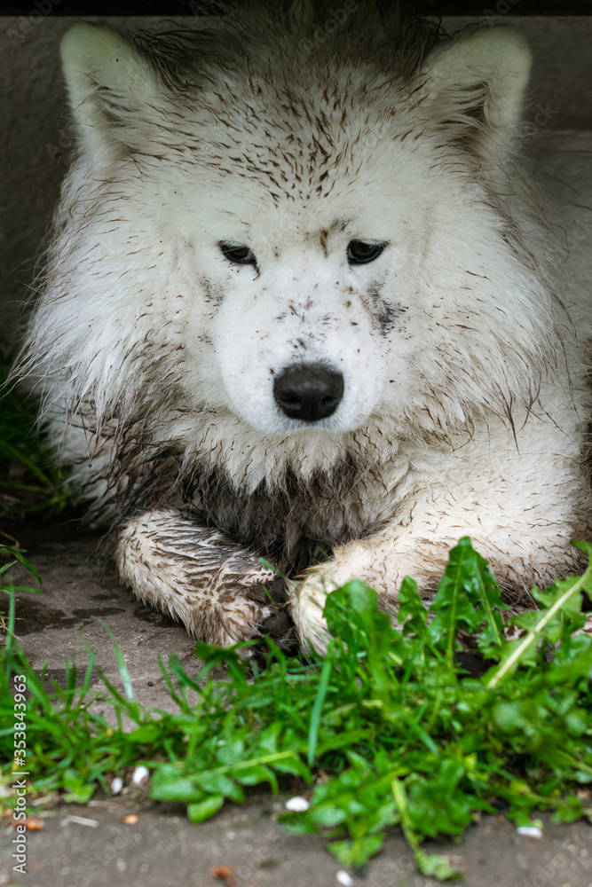Obraz premium Dirty samoyed dog with guilty face laying on ground, closeup portrait