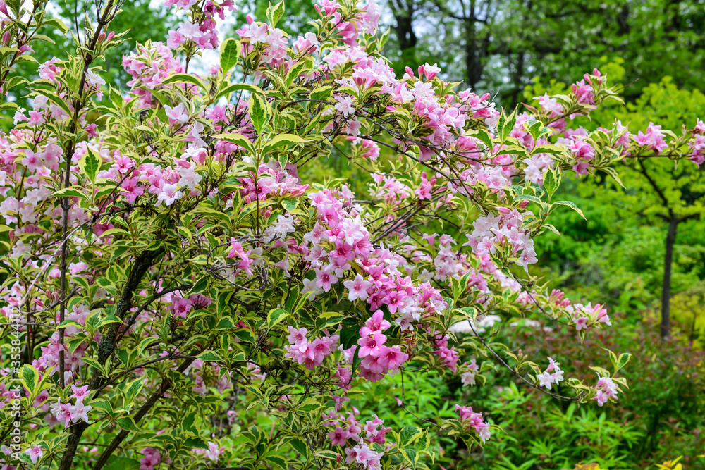 Sunny spring day. Large shrub with pink flowers, in full bloom with blurred background in a garden in a sunny spring day, beautiful floral background. About parks, nature, seasons