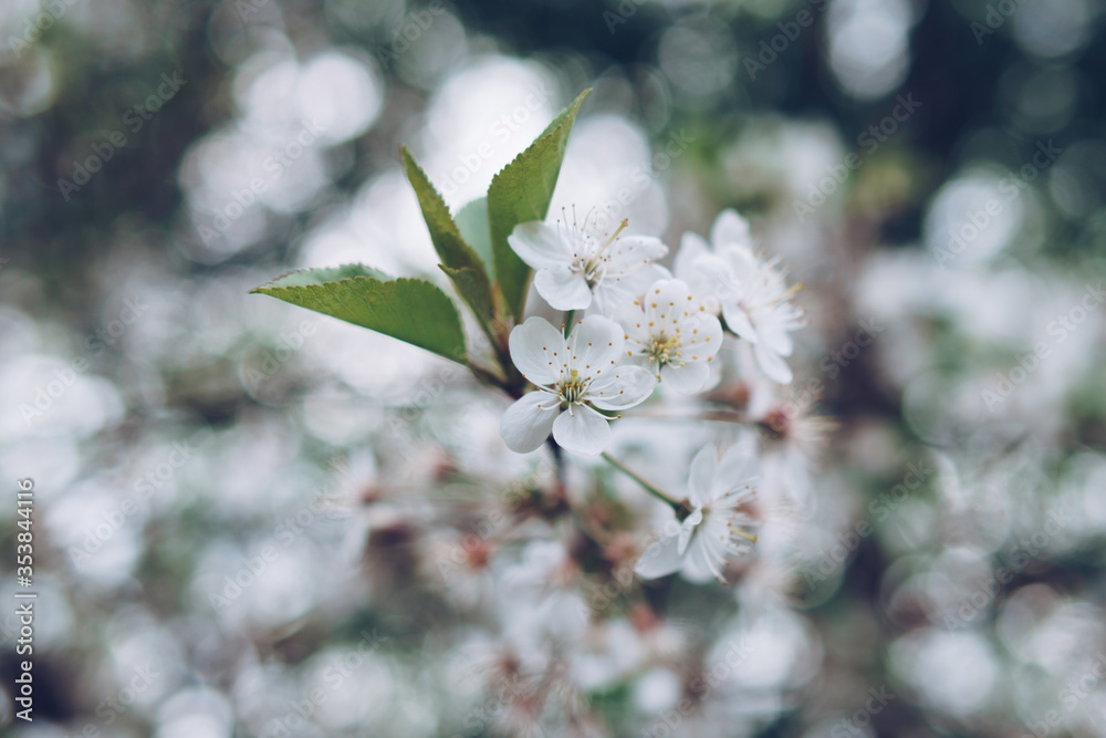 Cherry blossom in soft focus with bokeh effect Cherry blossom in soft focus with bokeh effect