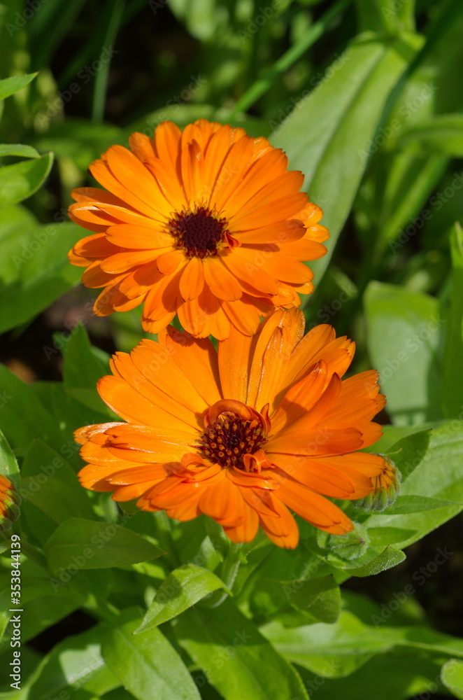 Blooming calendula (lat. Calendula officinalis) close-up Blooming calendula (lat. Calendula officinalis) close-up