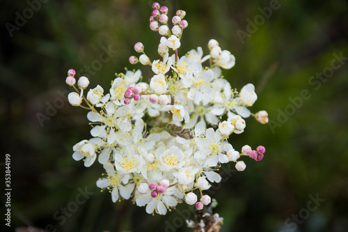 White spring flower in the green forest © Marcabanasr