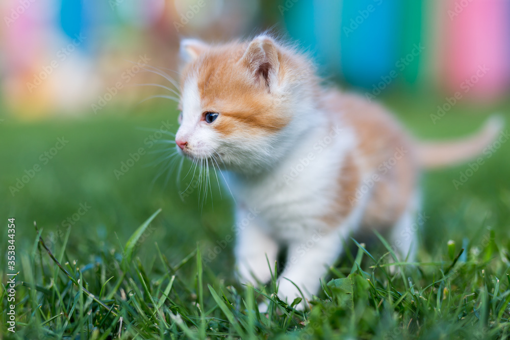 Ginger little kitten close-up on a green grass blurry background in a colorful backyard. Funny domestic animals.
