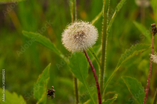 dandelion seeds in the dew