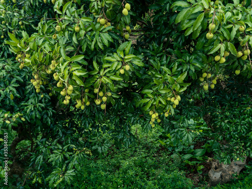 Lychee tropical fruits in growth on tree
