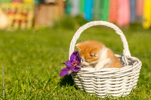 Ginger little kitten portrait in a beautiful white basket made from twigs on green grass in a colorful backyard. Funny domestic animals. © Mircea Rosca
