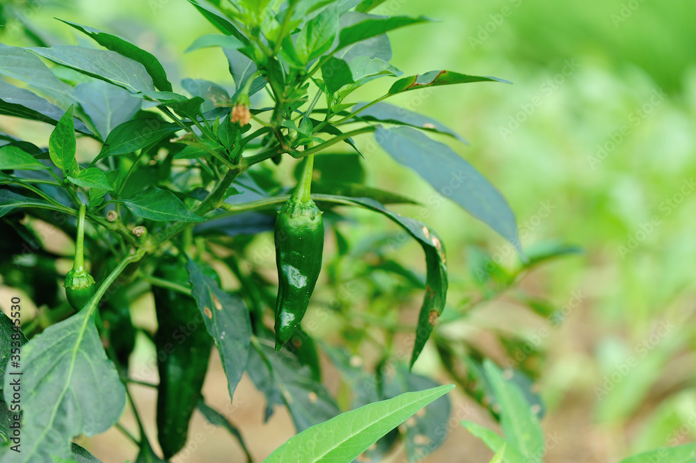 Green pepper plants in growth at vegetable garden Green pepper plants in growth at vegetable garden