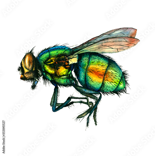 Watercolor & ink fly / Hand-drawn illustration isolated on white background  © iri.art