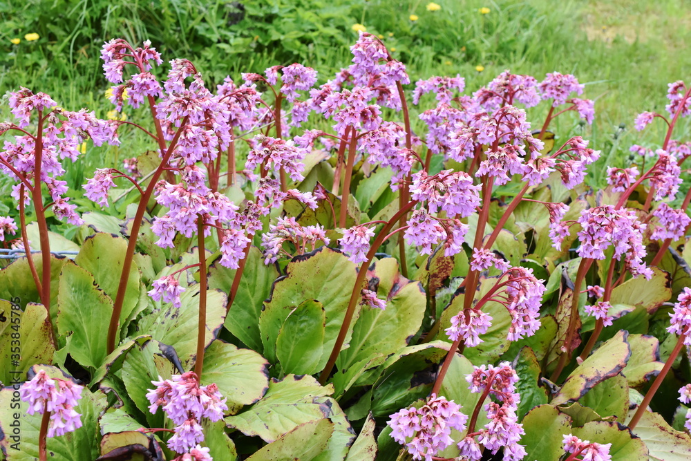 Obraz premium Pink Pigsqueak plant bergenia flowering in a garden