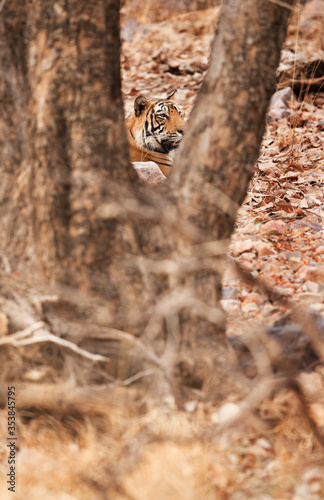 A view of Tiger through the trunk © Dr Ajay Kumar Singh