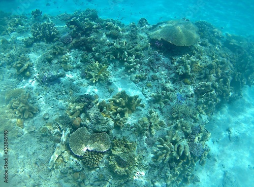 Fototapeta Naklejka Na Ścianę i Meble -  沖縄のサンゴ礁
