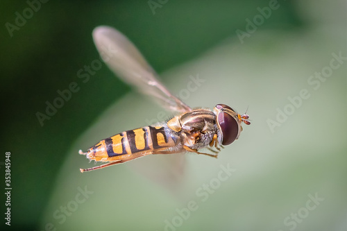 Schwebefliege photo