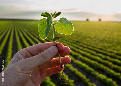 Farmer holding soybean plant in hand in field photo