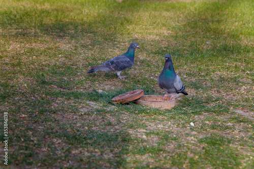 Two common pigeons drinking water among green grass on the park lawn photo