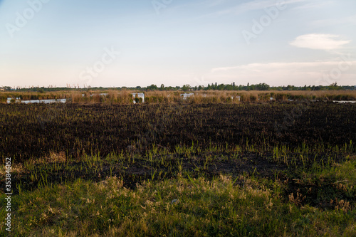 Spring landscape with green new sprout of reeds on burnt ground of marsh, wetlands after nature fire. Drought, climate change, hot weather, danger, damage of plants. Regrowth and hope concept.