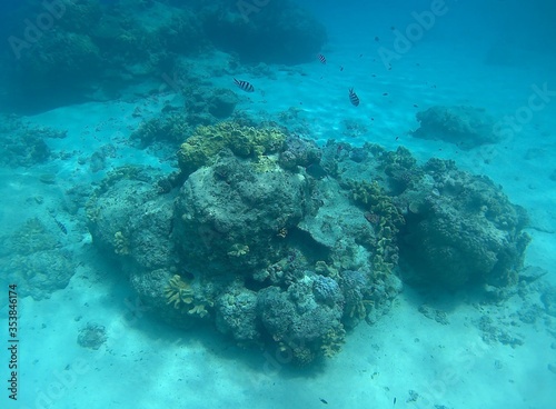 沖縄の魚とサンゴ