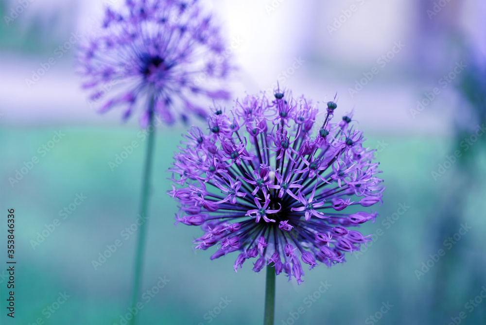 lilac ball - allium flower, soft selective focus