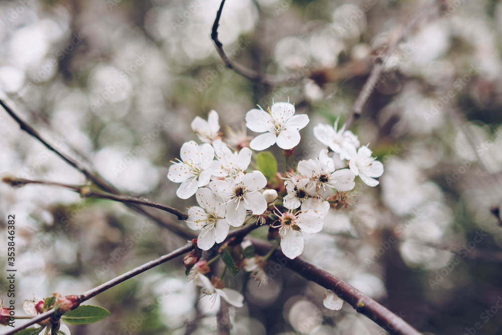 Branches of a blossoming cherry Branches of a blossoming cherry