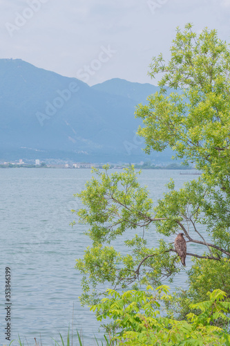 びわ湖を眺める鷹