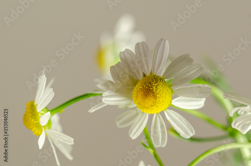 Fototapeta Naklejka Na Ścianę i Meble -  White daisy flowers on front of the gray background.
